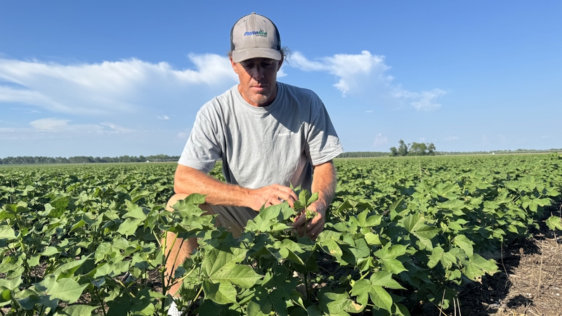 Georgia producer Josh McCormick examines a healthy cotton stand protected by built-in root-knot nematode resistance. McCormick said PhytoGen® brand varieties produce higher yields while lowering fertilizer rates and decreasing plant populations on his farm.
